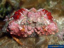 Image of Calappa gallus (Rough box crab)