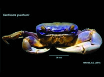 Image of Cardisoma guanhumi (Giant land crab)