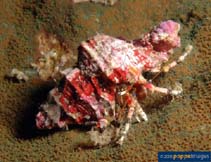 Image of Calcinus pulcher (Pretty hermit crab)