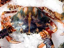 Image of Charybdis feriatus (Crucifix crab)