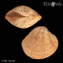 Image of Chione undatella (Frilled venus)