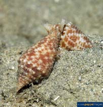 tn_Coacu_u0.jpg