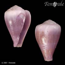 tn_Cobal_u0.jpg
