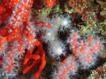 Image of Corallium rubrum (Sardinia coral)