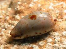 tn_Cygra_u0.jpg