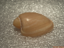 Image of Cymbium olla (Algarve volute)