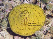 Image of Cycloseris tenuis (Stone coral)