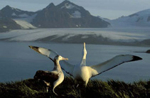 Image of Diomedea exulans (Wandering albatross)