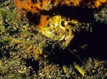 tn_Dofra_u0.jpg
