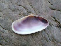 Image of Donax vittatus (Banded-wedge shell)