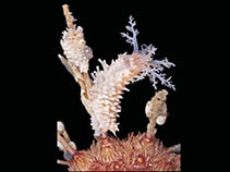 Image of Echinopsolus acanthocola 