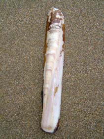 Image of Ensis siliqua (Sword razor shell)