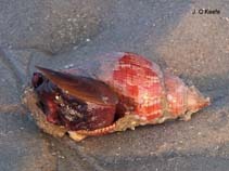 Image of Fasciolaria hunteria (Banded tulip shell)