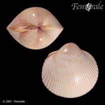 Image of Fulvia fragilis (Fragile cockle)