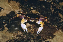 tn_Gegra_u0.jpg