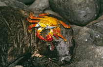 Image of Grapsus grapsus (Lightfoot crab)