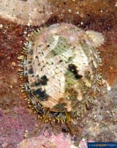 Image of Haliotis glabra (Glistening abalone)
