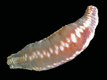 Image of Heterocucumis steineni 