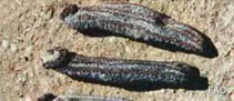 Image of Holothuria cinerascens (Tufted sea cucumber)