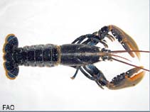 Image of Homarus gammarus (European lobster)