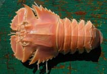 Image of Ibacus brucei (Glaborous fan lobster)