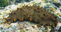 Image of Isostichopus fuscus (Brown sea cucumber)