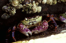 Image of Leptograpsus variegatus (Rock crabs)