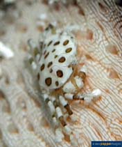 Image of Lissocarcinus orbicularis (Sea cucumber crab)