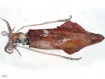 Image of Loligo forbesii (Veined squid)