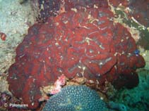 Image of Lobophyllia hemprichii (Largebrain root coral)