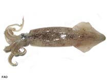 Image of Doryteuthis opalescens (Opalescent inshore squid)