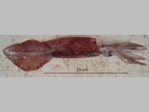 Image of Doryteuthis sanpaulensis (Sao Paulo squid)