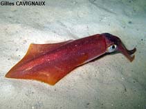 Image of Loligo vulgaris (European squid)