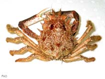 Image of Maja crispata (Lesser spider crab)