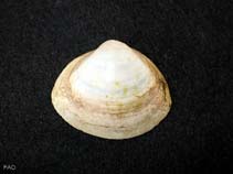 Image of Mactra glauca (Grey rough shell)