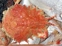 Image of Maja goltziana (Spiny spider crab)