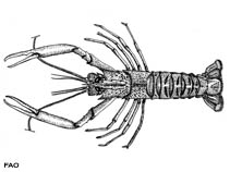 Image of Metanephrops australiensis (Northwest lobster)