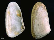 Image of Mesodesma donacium (Macha clam)