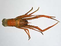 Image of Munida rugosa (Rugose squat lobster)