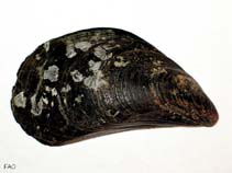 Image of Mytilus galloprovincialis (Mediterranean mussel)
