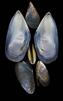 Image of Mytilus planulatus (New Zealand blue mussel)