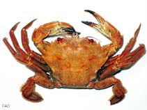 Image of Necora puber (Velvet swimming crab)