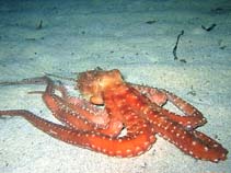 Image of Callistoctopus macropus (White-spotted octopus)