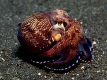 Image of Amphioctopus marginatus (Veined octopus)