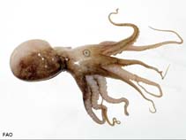 Image of Amphioctopus membranaceus (Webfoot octopus)