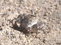 Image of Ocypode pallidula (Pallid ghost crab)