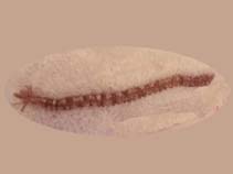 Image of Opheodesoma grisea (Serpent synaptid)