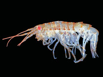 tn_Orbid_u0.jpg