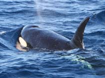 Image of Orcinus orca (Killer whale)