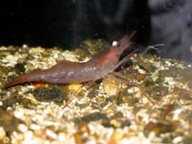 Image of Pandalus borealis (Northern shrimp)